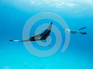 Underwater view of hovering Giant oceanic manta ray, Manta Birostris , and man free diving in blue ocean. Watching