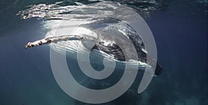 Underwater view of a humpback whale.