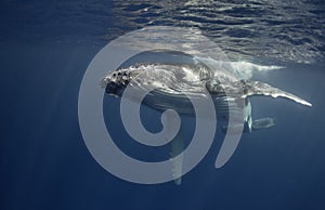 Underwater view of a humpback whale calf.