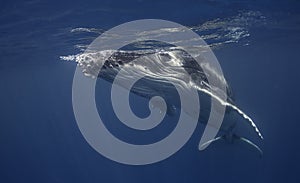 Underwater view of a humpback whale calf.