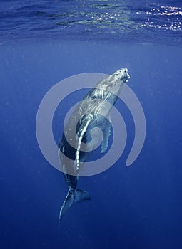 Underwater view of a humpback whale calf as it comes up to breath.