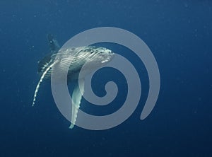 Underwater view of a humpback whale calf as it comes up to breath.