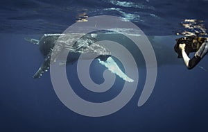 Underwater view of a humpback whale calf as it comes up to breath.