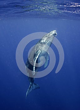Underwater view of a humpback whale calf as it comes up to breath. photo