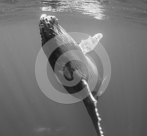 Underwater view of a humpback whale calf.