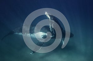 Underwater view of a humpback whale mother and calf.