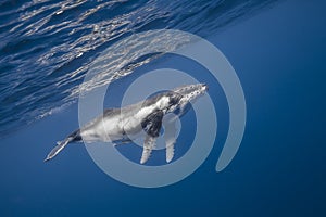 Underwater view of humpback whale in pacific ocean at Kingdom of Tonga