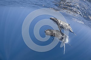 Underwater view of humpback whale in pacific ocean at Kingdom of Tonga