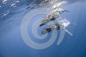 Underwater view of humpback whale in pacific ocean at Kingdom of Tonga