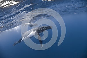 Underwater view of humpback whale in pacific ocean at Kingdom of Tonga