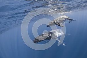 Underwater view of humpback whale in pacific ocean at Kingdom of Tonga