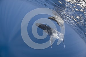 Underwater view of humpback whale in pacific ocean at Kingdom of Tonga