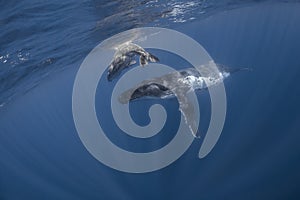 Underwater view of humpback whale in pacific ocean at Kingdom of Tonga