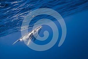 Underwater view of humpback whale in pacific ocean at Kingdom of Tonga