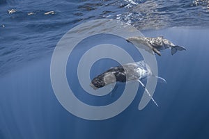 Underwater view of humpback whale in pacific ocean at Kingdom of Tonga