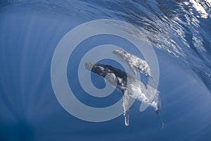 Underwater view of humpback whale in pacific ocean at Kingdom of Tonga