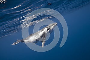 Underwater view of humpback whale in pacific ocean at Kingdom of Tonga