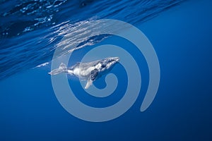 Underwater view of humpback whale in pacific ocean at Kingdom of Tonga