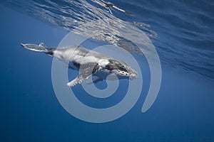 Underwater view of humpback whale in pacific ocean at Kingdom of Tonga