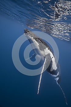 Underwater view of humpback whale in pacific ocean at Kingdom of Tonga