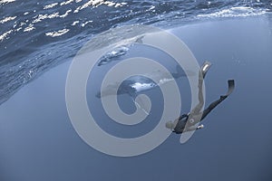 Underwater view of humpback whale in pacific ocean at Kingdom of Tonga