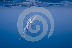 Underwater view of humpback whale in pacific ocean at Kingdom of Tonga