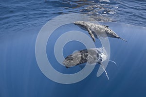 Underwater view of humpback whale in pacific ocean at Kingdom of Tonga