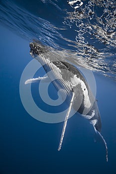 Underwater view of humpback whale in pacific ocean at Kingdom of Tonga