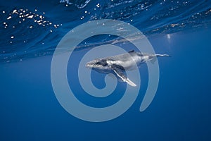 Underwater view of humpback whale in pacific ocean at Kingdom of Tonga