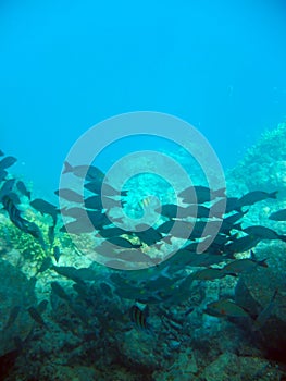 Underwater view of Maafushi coral reef tropical fish Maldives