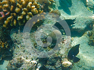 Underwater view of Maafushi coral reef tropical fish Maldives