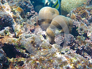 Underwater view of Maafushi coral reef tropical fish Maldives
