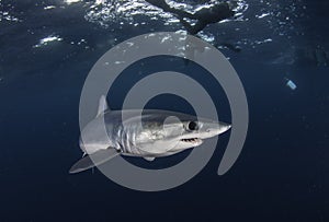 Underwater view of a mako shark swimming offshore from Western Cape South Africa photo
