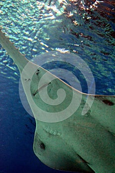 Underwater view of marine life Saw of Sawfish in Genoa Aquarium