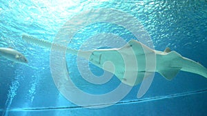Underwater view of marine life Saw of Sawfish in Genoa Aquarium