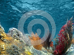 Underwater View of the Ocean With Plants and Coral photo