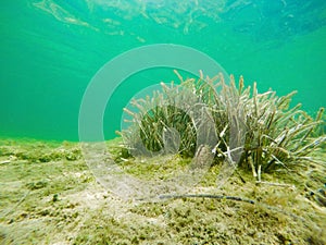 Underwater view of Posidonia Oceanica seaweed in Alghero seafloor photo