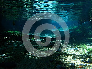 Underwater view of rio Triste photo