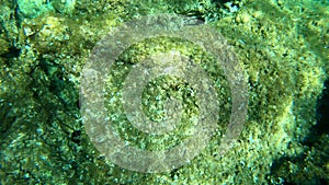 Underwater view of rocky sea bed in Sardinia