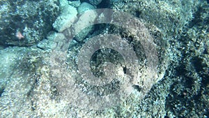 Underwater view of rocky sea bed in Sardinia