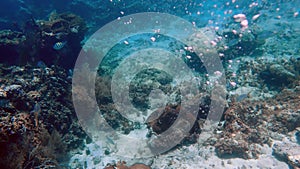 Underwater view of sea creatures on the reef