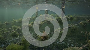 Underwater view of seaweed farm with pieces of weed tied onto lines and left to grow
