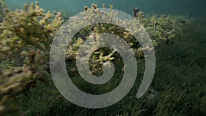 Underwater view of seaweed farm with pieces of weed tied onto lines and left to grow