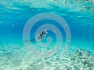 Underwater view of sergeants fishes and coral reef of the Red sea photo