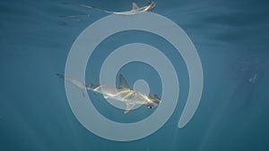 Underwater View of a Smooth Hammerhead Shark South Africa