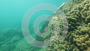 Underwater view of soft and hard corals in the deep blue ocean.