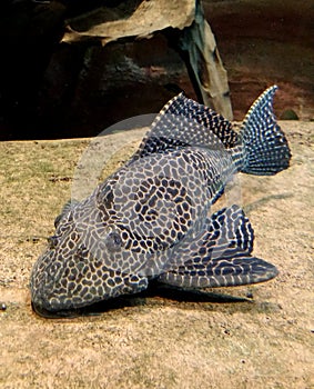 Underwater view of a spotted catfish Loricariidae using its suckers