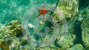 Underwater view of a starfish at isla bartolome in the galapagos photo