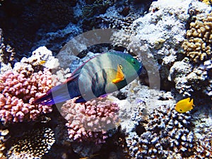 Underwater view of a tropical coral reef with Broomtail wrasse - (Cheilinus lunulatus)