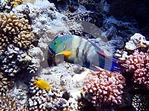 Underwater view of a tropical coral reef with Broomtail wrasse - (Cheilinus lunulatus)